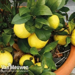 Fruit Meyer Lemon -Deals Petal Via Store lemo 64680v c