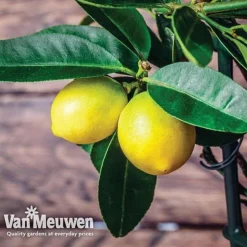 Fruit Meyer Lemon -Deals Petal Via Store lemo 64680v d