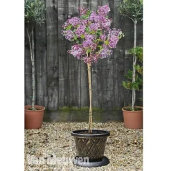 Lilac 'Palibin' -Deals Petal Via Store lilac b