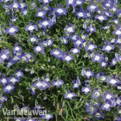Lobelia 'Waterfall Ice Blue' -Deals Petal Via Store lob waterfall 2