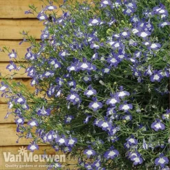 Lobelia 'Waterfall Ice Blue' -Deals Petal Via Store lob waterfall 4