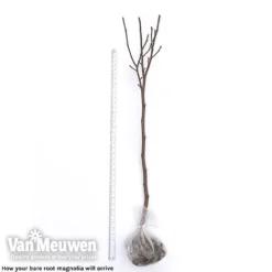 Magnolia 'Red Lucky' -Deals Petal Via Store magnolia arrival