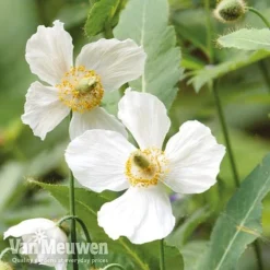 Meconopsis 'Union Jack' Collection 6 Meconopsis 'Union Jack' Collection -Deals Petal Via Store meco