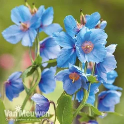 Meconopsis 'Union Jack' Collection 5 Meconopsis 'Union Jack' Collection -Deals Petal Via Store meco11