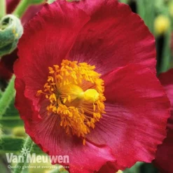 Meconopsis 'Union Jack' Collection 7 Meconopsis 'Union Jack' Collection -Deals Petal Via Store meco3