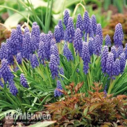 Bumper Spring Bulb Collection 10 Bumper Spring Bulb Collection -Deals Petal Via Store musc1