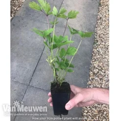 Clematis 'New Love' -Deals Petal Via Store new love