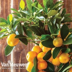 Orange Tree -Deals Petal Via Store oran 64670v c
