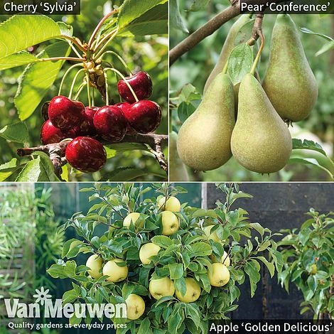 Patio Fruit Tree Collection 1 Patio Fruit Tree Collection