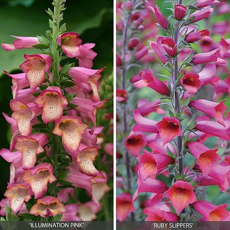 Perennial Foxglove Collection 1 Perennial Foxglove Collection
