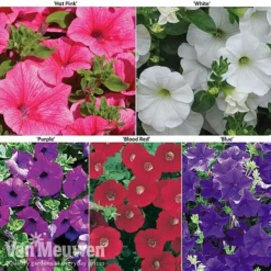 Petunia Surfinia® Collection 17 Petunia Surfinia® Collection -Deals Petal Via Store petu 60645 main