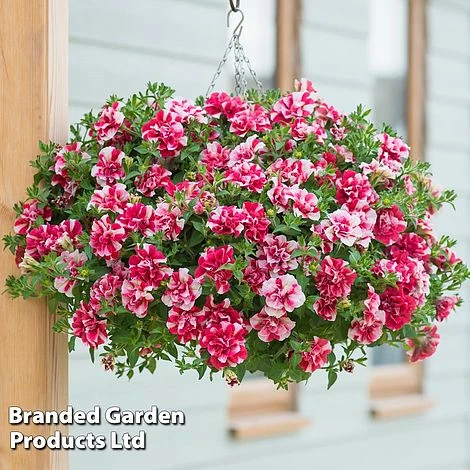 Petunia 'Cherry Ripple' (Tumbelina Series) 1 Petunia 'Cherry Ripple' (Tumbelina Series)