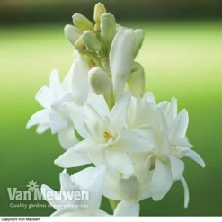 Polianthes Tuberosa 'The Pearl' 6 Polianthes Tuberosa 'The Pearl' -Deals Petal Via Store polianth tub1