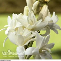 Polianthes Tuberosa 'The Pearl' 7 Polianthes Tuberosa 'The Pearl' -Deals Petal Via Store polianth tub2