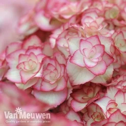 Hydrangea Macrophylla 'Miss Saori' -Deals Petal Via Store sao3