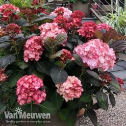 Hydrangea Macrophylla 'Miss Saori' -Deals Petal Via Store sao4