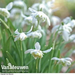 Snowdrops In The Green (Double Flowered) 6 Snowdrops In The Green (Double Flowered) -Deals Petal Via Store snow v18342 d
