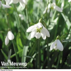 Snowdrops In The Green (Double Flowered) 7 Snowdrops In The Green (Double Flowered) -Deals Petal Via Store snow v18342 e