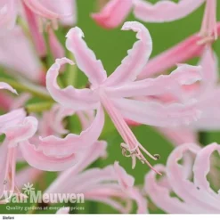 Nerine Bowdenii Collection -Deals Petal Via Store stefani