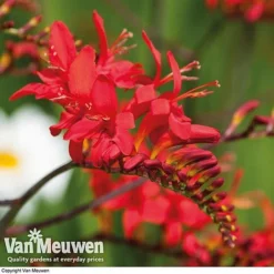 Summer Colour Bulb Collection -Deals Petal Via Store summer bulb V46129 e