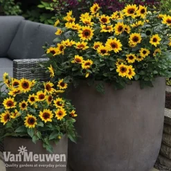 Sunflower SunBelievable™ 'Brown Eyed Girl' -Deals Petal Via Store sunb