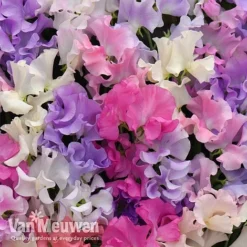 Sweet Pea 'Sweet Dreams Mixed' -Deals Petal Via Store sweet21