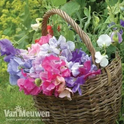 Sweet Pea 'Sweet Dreams Mixed' -Deals Petal Via Store sweet41