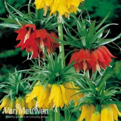 Fritillaria Imperialis 'Collection' -Deals Petal Via Store vfrit duo