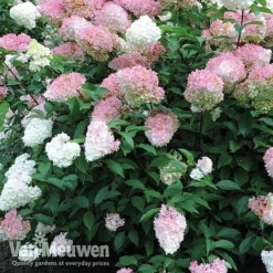 Hydrangea Paniculata 'Vanille Fraise' 12 Hydrangea Paniculata 'Vanille Fraise' -Deals Petal Via Store vmvan4