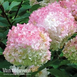Hydrangea Paniculata 'Vanille Fraise' 13 Hydrangea Paniculata 'Vanille Fraise' -Deals Petal Via Store vmvan5