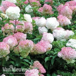 Hydrangea Paniculata 'Vanille Fraise' 14 Hydrangea Paniculata 'Vanille Fraise' -Deals Petal Via Store vmvan6