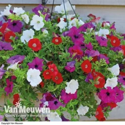 Petunia Surfinia® Collection 16 Petunia Surfinia® Collection -Deals Petal Via Store vsurf