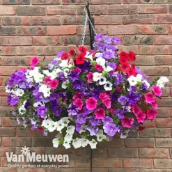 Petunia Surfinia® Collection 12 Petunia Surfinia® Collection -Deals Petal Via Store vsurf2