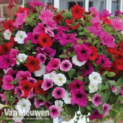 Petunia Surfinia® Collection 15 Petunia Surfinia® Collection -Deals Petal Via Store vsurf5