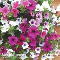 Petunia Surfinia® Collection 14 Petunia Surfinia® Collection -Deals Petal Via Store vsurf6