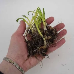 English Bluebells -Deals Petal Via Store z BLUE P7146 C h