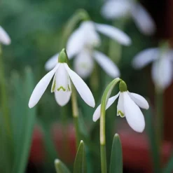 Snowdrops In The Green -Deals Petal Via Store z GALA NIVALIS T00739