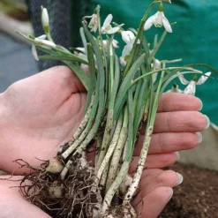 Snowdrops In The Green -Deals Petal Via Store z SNOW P88372 B h