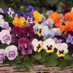 Viola 'Autumn Jewels Mixed' (Garden Ready) -Deals Petal Via Store z VIOL T62669 A h
