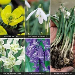 Spring Bulbs In The Green Collection -Deals Petal Via Store z bulb v59885 a h