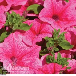 Petunia 'Surfinia' Pre-Planted Basket 10 Petunia 'Surfinia' Pre-Planted Basket -Deals Petal Via Store z pet2