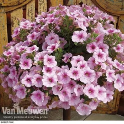 Petunia 'Surfinia' Pre-Planted Basket 11 Petunia 'Surfinia' Pre-Planted Basket -Deals Petal Via Store z pet3