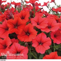 Petunia 'Surfinia' Pre-Planted Basket 12 Petunia 'Surfinia' Pre-Planted Basket -Deals Petal Via Store z pet4
