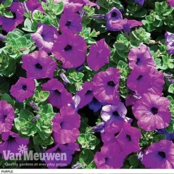 Petunia 'Surfinia' Pre-Planted Basket 13 Petunia 'Surfinia' Pre-Planted Basket -Deals Petal Via Store z pet5
