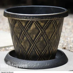 Calendula 'Power Daisy' Collection -Deals Petal Via Store z sund v56706 a1