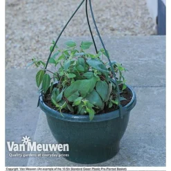 Eton Mess -Deals Petal Via Store z vm preplantedgreenbasket62