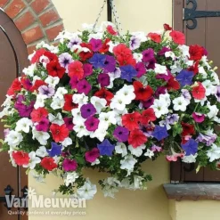 Petunia Surfinia® Collection