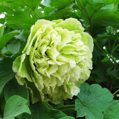 Deals Petal Via Store -Deals Petal Via Store 3